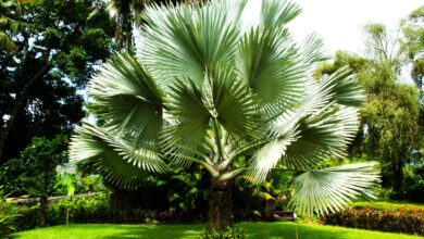 How to Grow Small Palm Trees for Even the Smallest of Yards and Gardens?