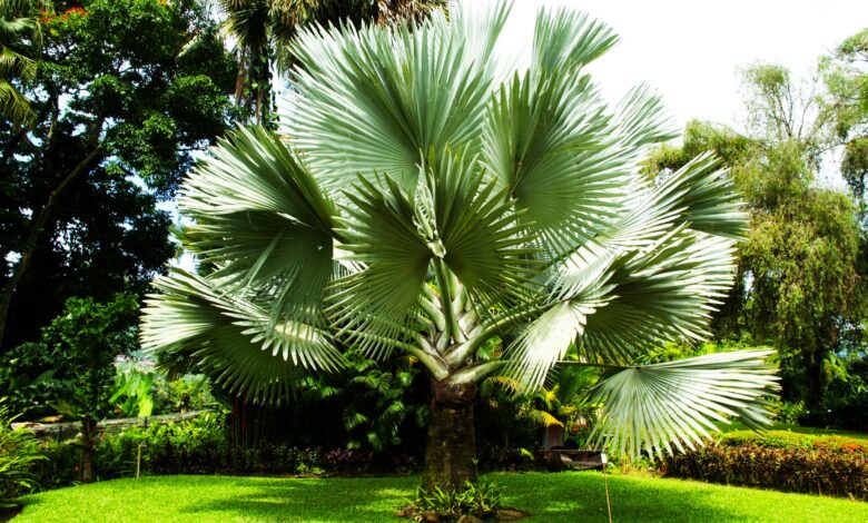 How to Grow Small Palm Trees for Even the Smallest of Yards and Gardens?