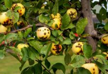 How to Identify and Treat Apple Blotch Fungus A Comprehensive Guide for Healthy Trees