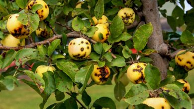 How to Identify and Treat Apple Blotch Fungus A Comprehensive Guide for Healthy Trees