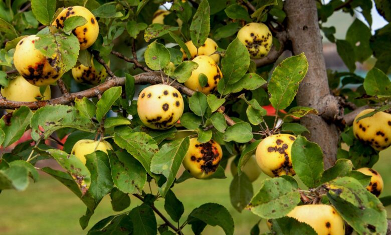 How to Identify and Treat Apple Blotch Fungus A Comprehensive Guide for Healthy Trees