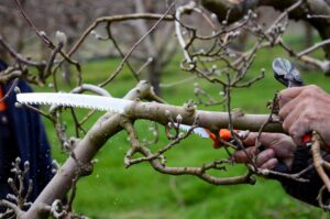 How to Prune Apple Tree Water Sprouts Essential Tips for Healthy Trees