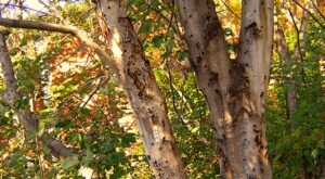 Identifying Common Tree Pests