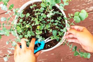 Indoor Eucalyptus Plants