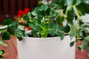 Indoor Eucalyptus Plants And Growing Guide