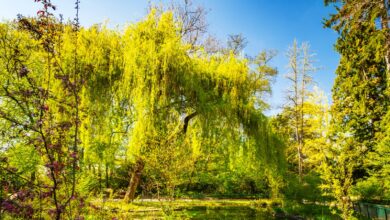 Invasive Trees 7 Invasive Trees You Should Never Plant In Your Yard Or Garden