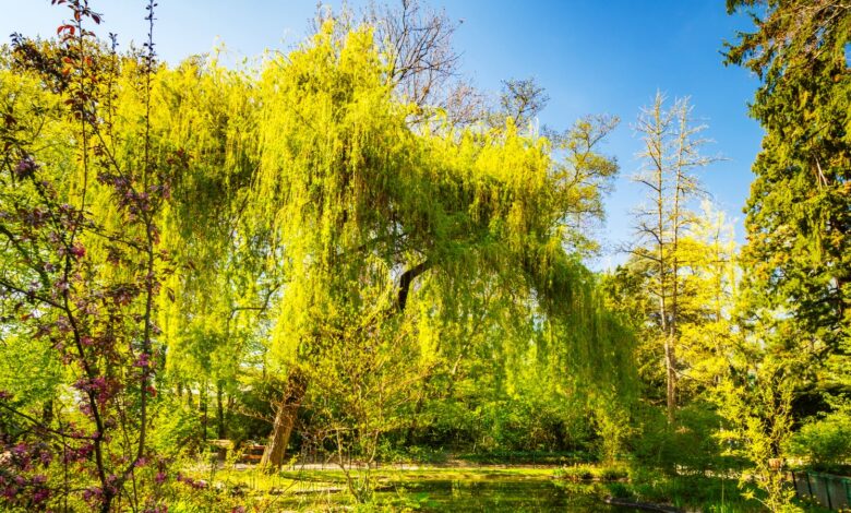 Invasive Trees 7 Invasive Trees You Should Never Plant In Your Yard Or Garden