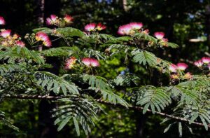 Mimosa Silk Tree