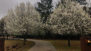 Native to Asia, the Callery pear (Pyrus calleryana)