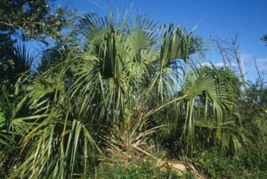 Observed Palmetto