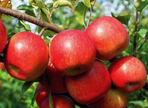 Organic Care For Fortune Apple Trees