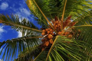 Palm Tree Varieties