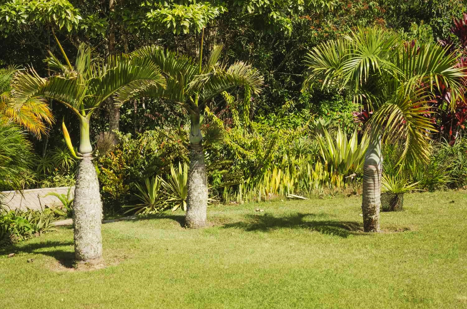 Palm Tree Varieties To Add