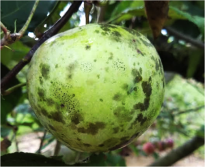 Preventing Apple Tree Diseases Expert Tips on Controlling Apple Blotch Fungus