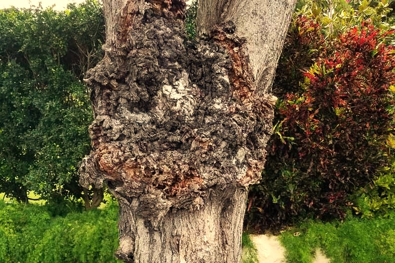 Preventing and Managing Apple Crown Gall Disease A Comprehensive Guide for Growers