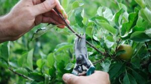 Taking Out the Water Sprouts from Apple Trees