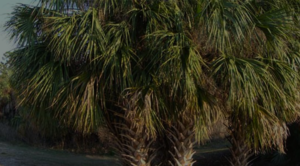 The Cabbage Palm