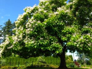 The Catalpa region in the north