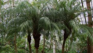 The Robellini Palm