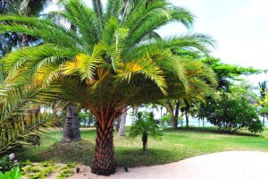 Try These Palm Tree Types To Incorporate A Little Tropical Flavor Into Your Garden