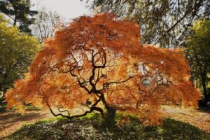 Unique Ornamental Trees