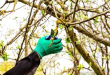 Water Sprout Removal in Apple Trees Step-by-Step Pruning Guide