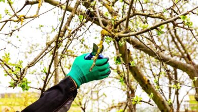 Water Sprout Removal in Apple Trees Step-by-Step Pruning Guide