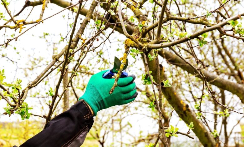 Water Sprout Removal in Apple Trees Step-by-Step Pruning Guide