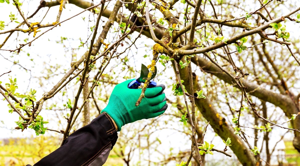 Water Sprout Removal in Apple Trees Step-by-Step Pruning Guide