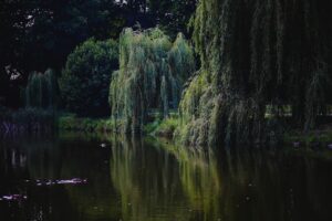 Weeping willows