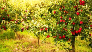 What Are The Easiest Fruit Trees To Grow: Want a Backyard Mini Orchard?