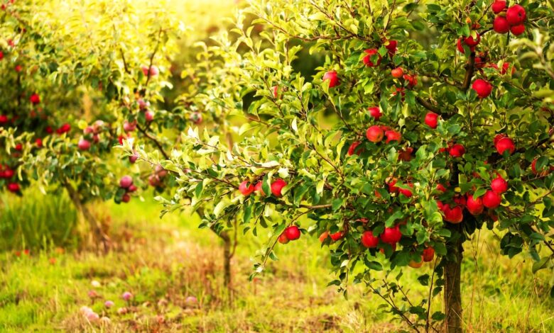 What Are The Easiest Fruit Trees To Grow: Want a Backyard Mini Orchard?