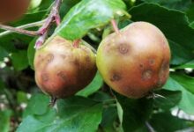 What Is Apple Cork Spot and How Can You Treat It Naturally?