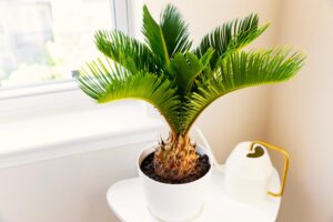 What İs The Smallest Full Grown Palm Tree?