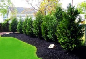 Which 7 Types of Cypress Are Best to Grow