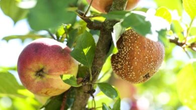 What is Black Rot on Apple Trees