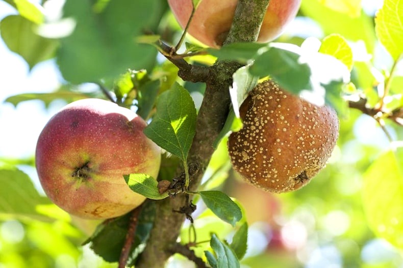 What is Black Rot on Apple Trees
