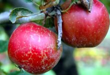 Apple Russet Control