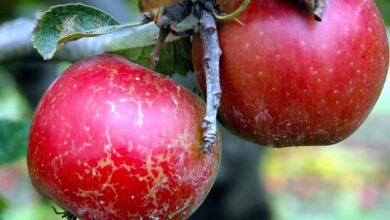 Apple Russet Control