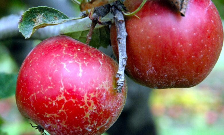 Apple Russet Control