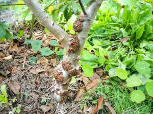 Apple tree burr knots
