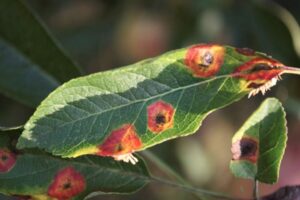 Grow apple varieties like Red Delicious, McIntosh, Winesap, Empire, and others that are resistant to cedar apple rust.