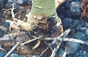 Can You Save An Apple Tree From Root Rot