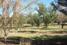 Causes Of Armillaria Root Rot Of Apple Trees