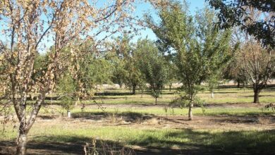 Causes Of Armillaria Root Rot Of Apple Trees