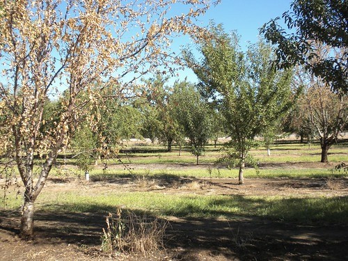 Causes Of Armillaria Root Rot Of Apple Trees