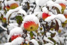 How Cold is Too Cold For Apples
