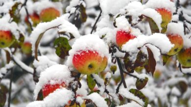How Cold is Too Cold For Apples