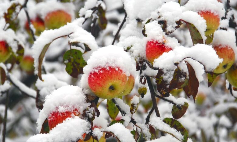 How Cold is Too Cold For Apples