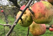 How Do You Control Sooty Blotch and What İs Sooty Mold On Apple Trees